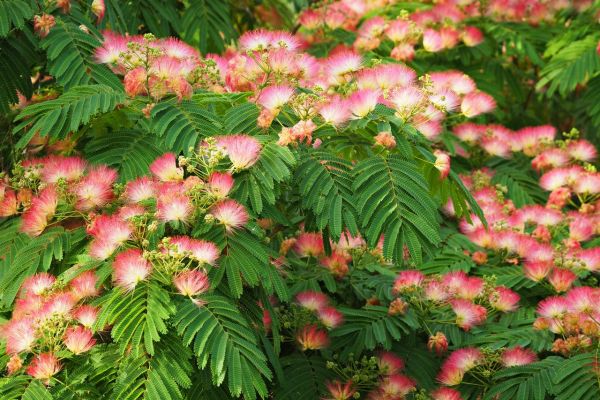 L'albizia : quand et comment effectuer une taille sévère ?