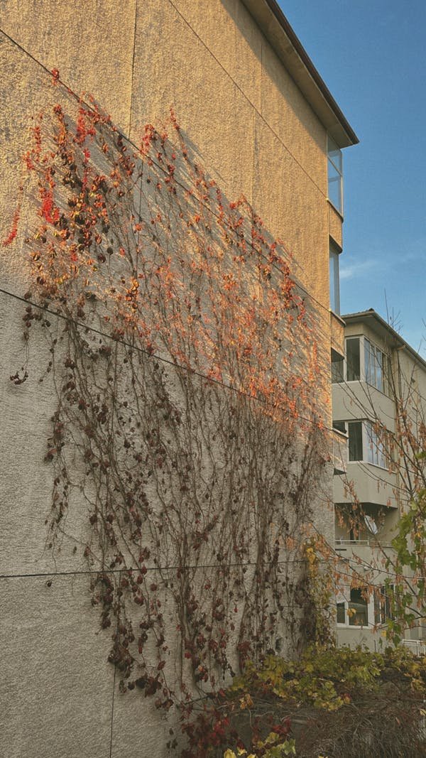 Le nettoyant crépis : votre solution pour un extérieur éclatant